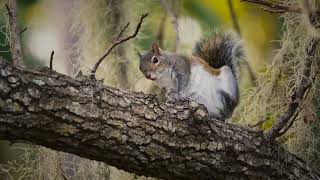 Squirrel Grooming Routine
