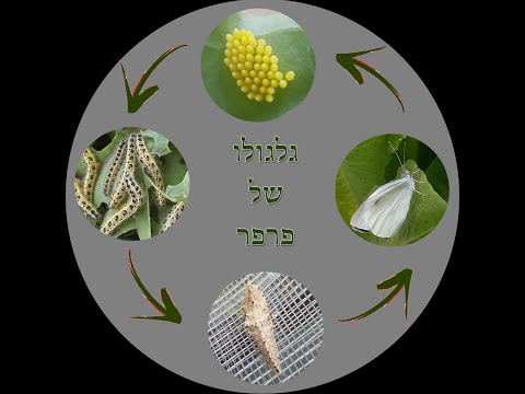 וִידֵאוֹ: כמה זמן חי צ'אנקיה?