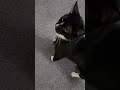 Daily Kitten Video #5