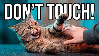 10 Things You Do Every Day That Your Cat Hates (Without You Knowing)