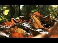 autumn sinfonia - Herbstsymphonie