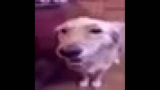 butter dog but low quality and very loud
