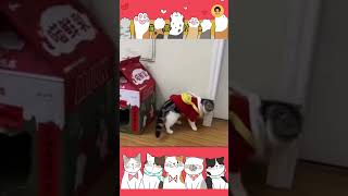 Hilarious Video of Our Furry Friends | Cute cats | Pets #catshorts| #cat  #catsfunnyvideos