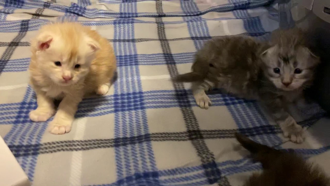 2 week old Maine Coons, baby kittens trying to walk, Gwens kittens ...