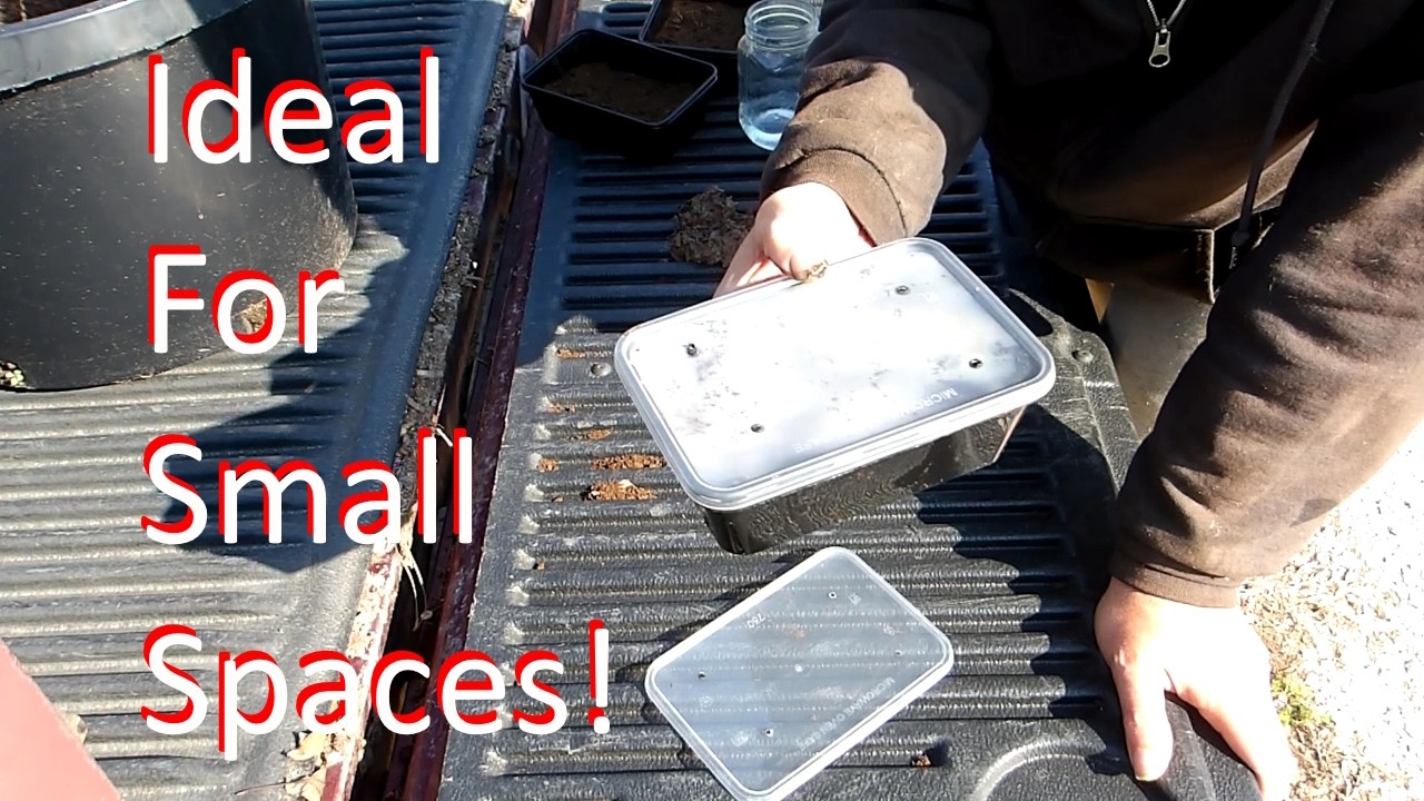 Window Sill Seed Starter