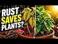 Why Gardeners Put Rusty Nails in Plant Soil (The Real Science Behind It)