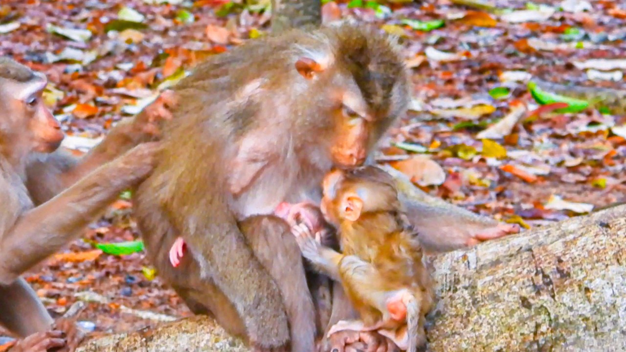 Congratulate Newborn baby, Libby give 4 birth to cute, Sweet kiss by Lucan to well come as mum so ti