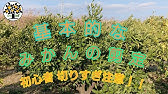 夏みかんの剪定方法を解説します Pruning Of Summer Oranges Youtube