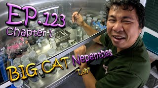 EP.123 Pro. Carnivorous plants south of TH season2 "BIG CAT Nepenthes"chapter1 Lab(ภาระกิจแยกต้นไม้)