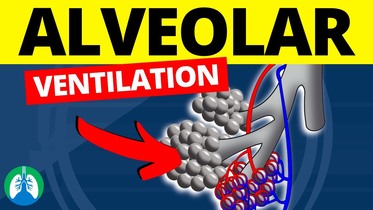 Alveolar Ventilation (Medical Definition) | Quick Explanation