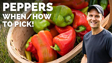Jak poznáte, že jsou papriky Cherry Peppers připraveny ke sklizni?