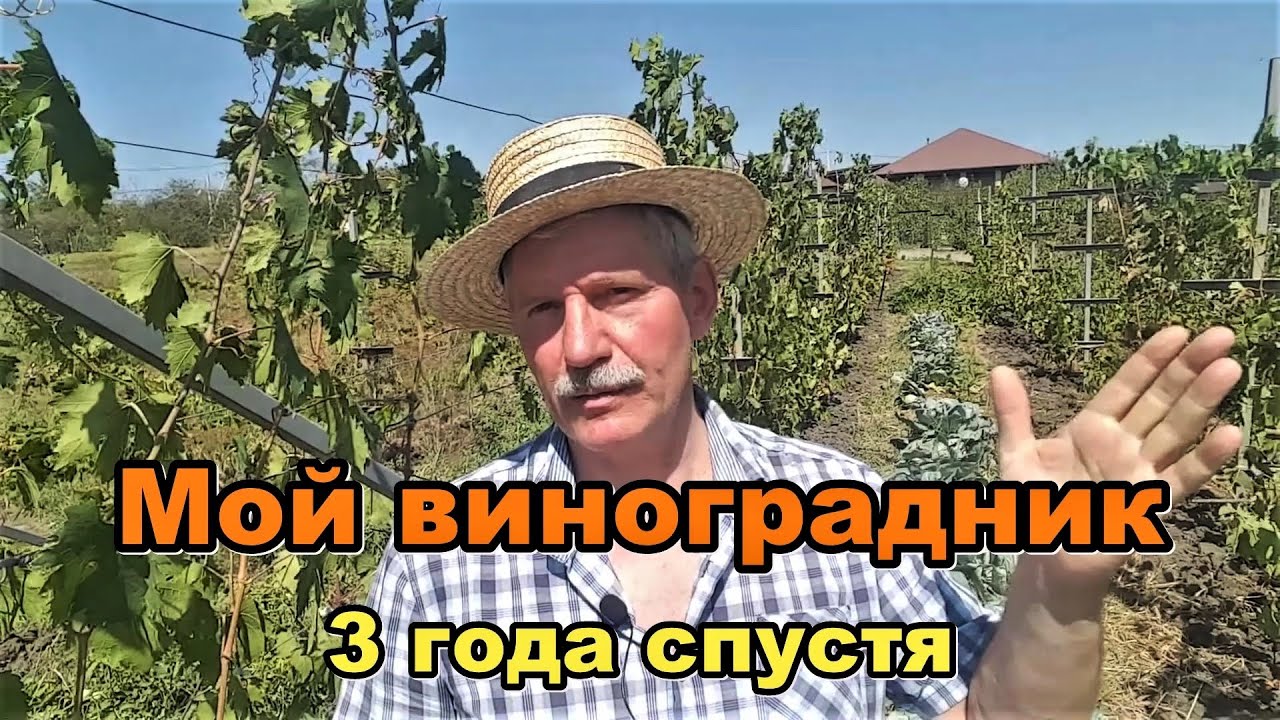 #337 Винограднику 3 года/село Молдаванское/долина Лефкадия ...