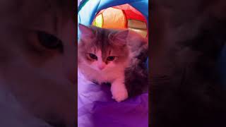 Cats Being Cats, Mocha