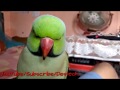 Indias no 1 best talking parrot must watch