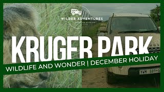 Kruger National Park at Christmas: Wildlife and Wonder