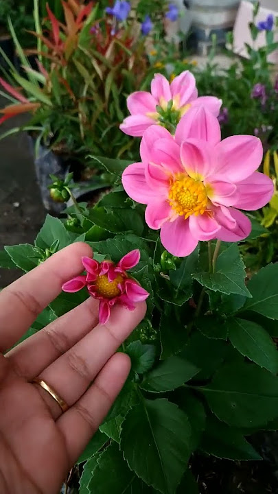 BELI BUNGA DAHLIA LANGSUNG DARI PETANI