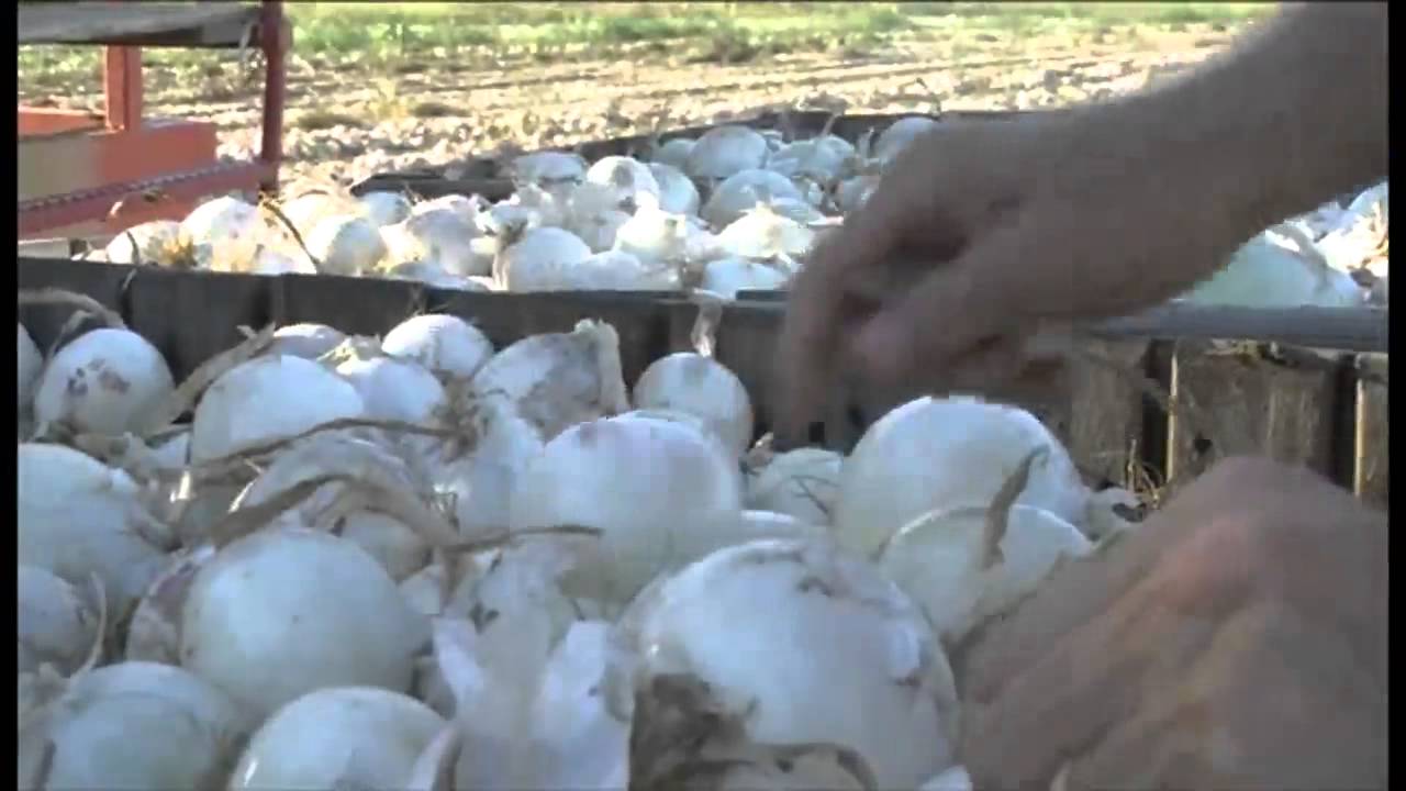 Cipolla: altissima qualità e controllo della filiera