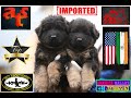  citys finest quality german shepherd dog puppies are here   breeding is an art  