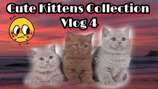 Funny Cute Kittens Video that will surely melt your hearts - Vlog 4. Cute Kittens Collection Long by Reebonz Cattery TV 183 views 1 year ago 2 minutes, 31 seconds