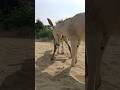 Gadha#animals#shorts#feed#youtubeshorts