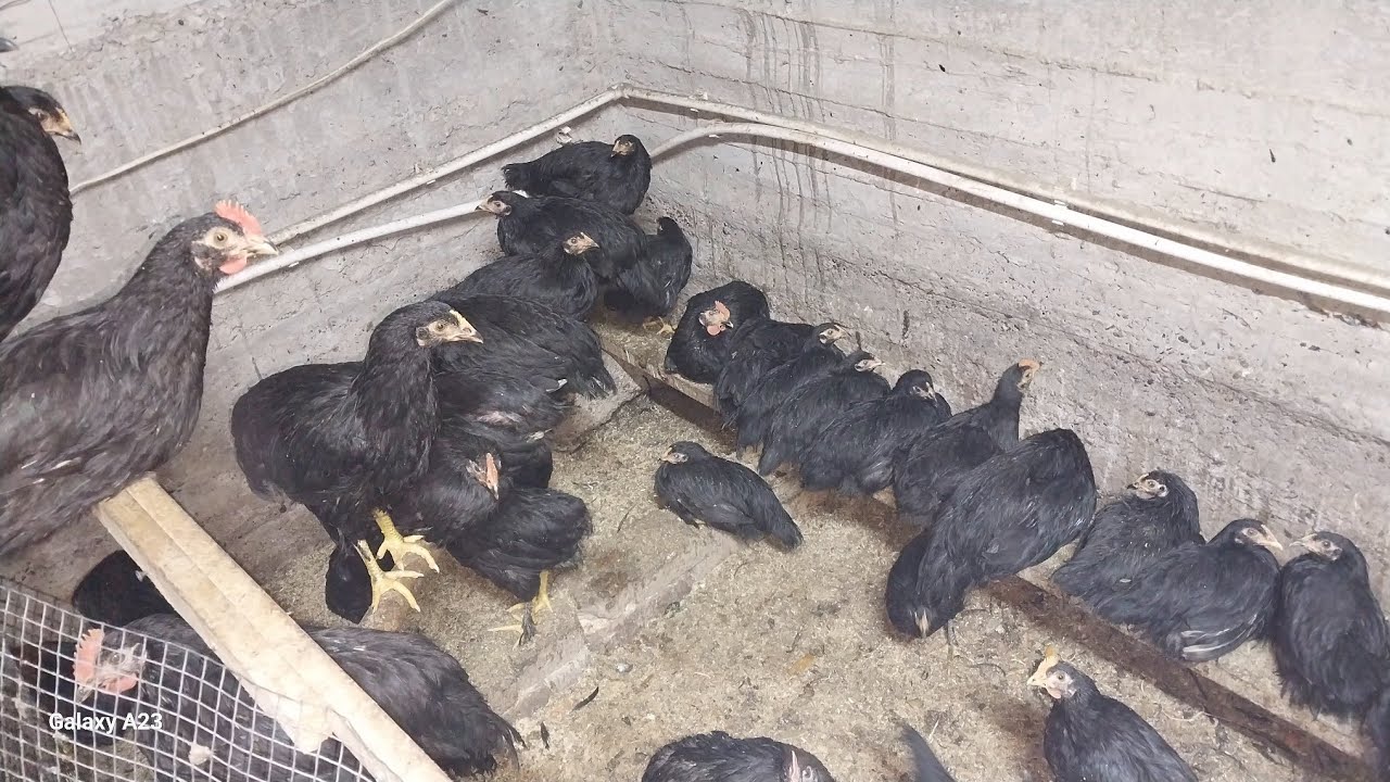 Andijon qora jo'jalrimiz 94 Kunlik bo'ldi 16-YANVAR 2026 Yil. AVTO TRENT YouTube 