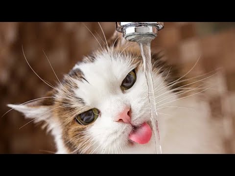 ❌ DO NOT WATCH if You Can't Stop Laughing! FUNNY CATS Inside!  VIRAL FUNNY CATS