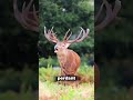 Le mécanisme des bois de cerf