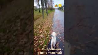 🏕️🙂БЕЛАРУСКИЙ ОКТЯБРЬ #браславщина #беларусь #видзы#у природы нет плохо погоды!)