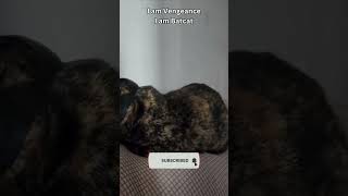 I am Vengeance, I am Bat cat