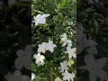 Royal Jasmine (Jasminum officinale)