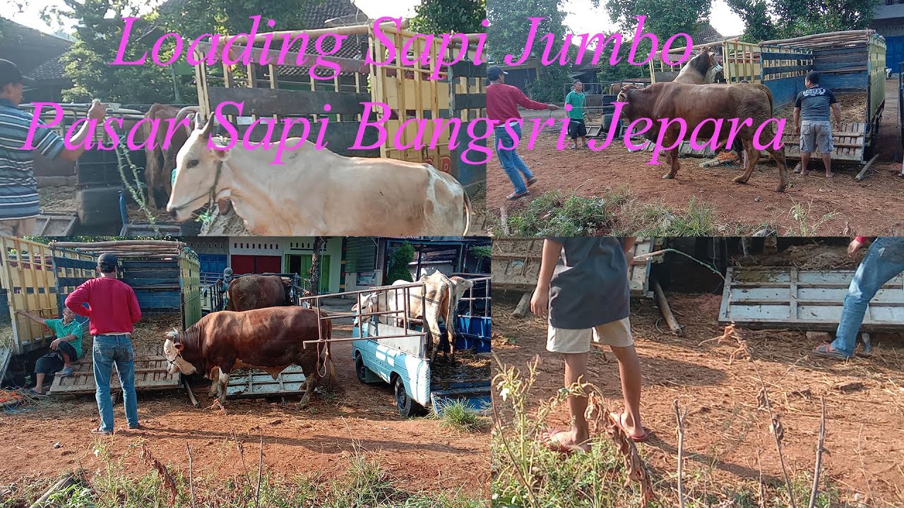 Loading Sapi Pasar Jouss||Pasar Sapi Bangsri Jepara - YouTube