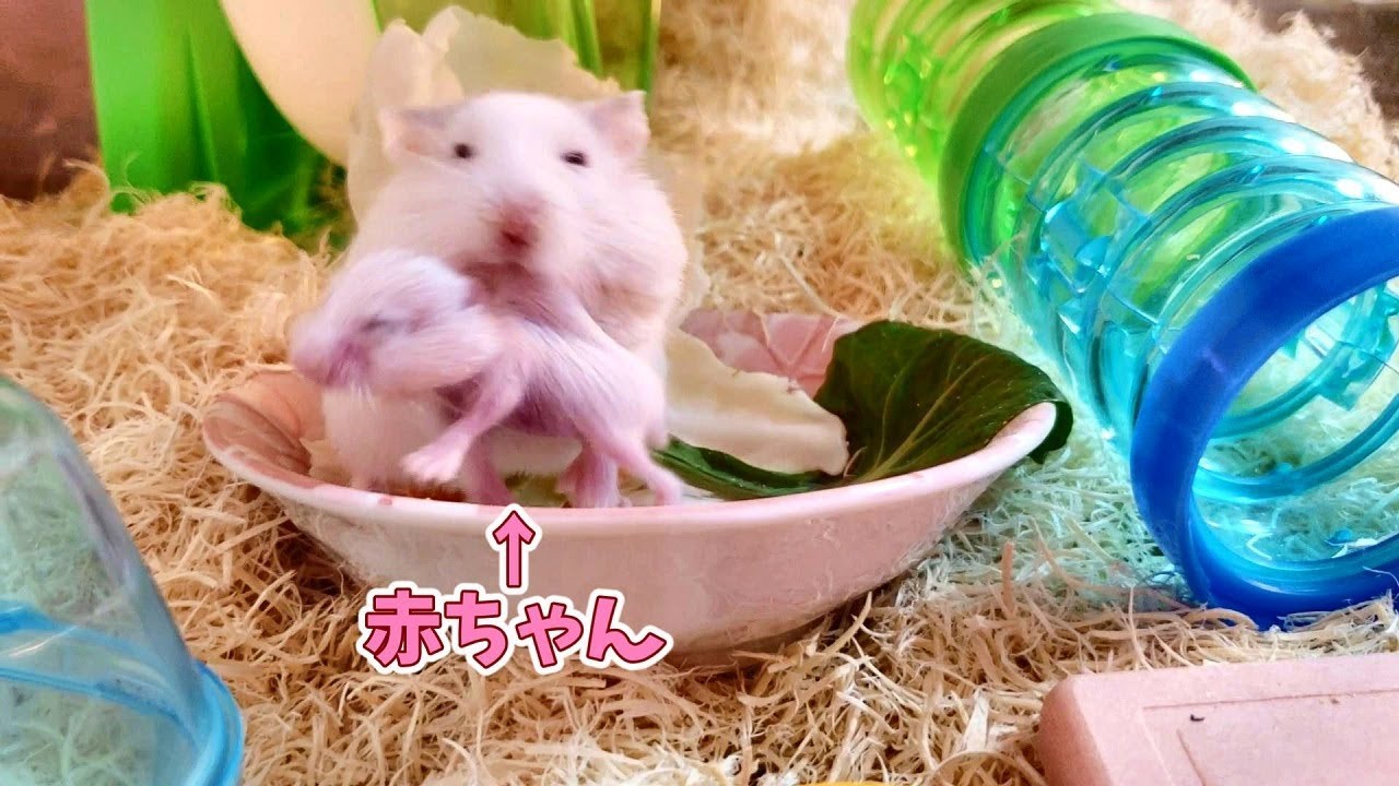 リラックス 舞い上がる 従順 ハムスター 赤ちゃん 食べる 仕事に行く 食物 受益者