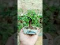 Small Jade Plant #gardening #bonsai #shorts #youtubeshorts #short #shortvideo #bonsai #bonsaiart