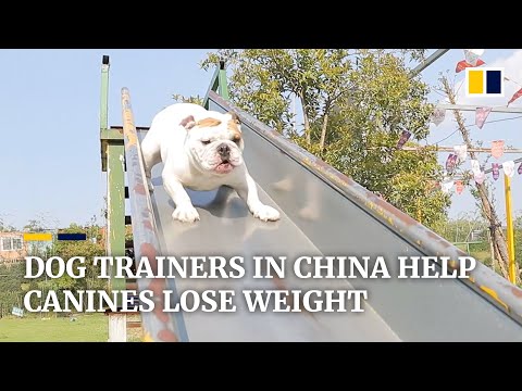 The dog trainers in China who help canines lose weight