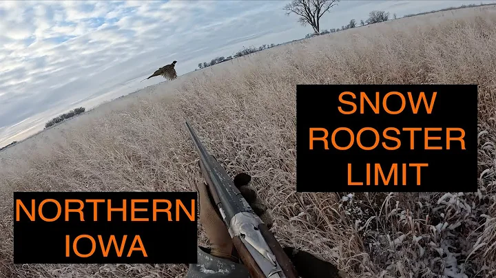 Iowa Pheasant Hunting | First Snow Birds Of The Year (20 Minute Limit)