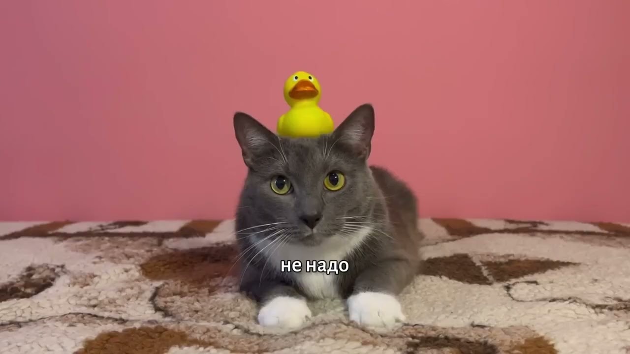 Канал котинет