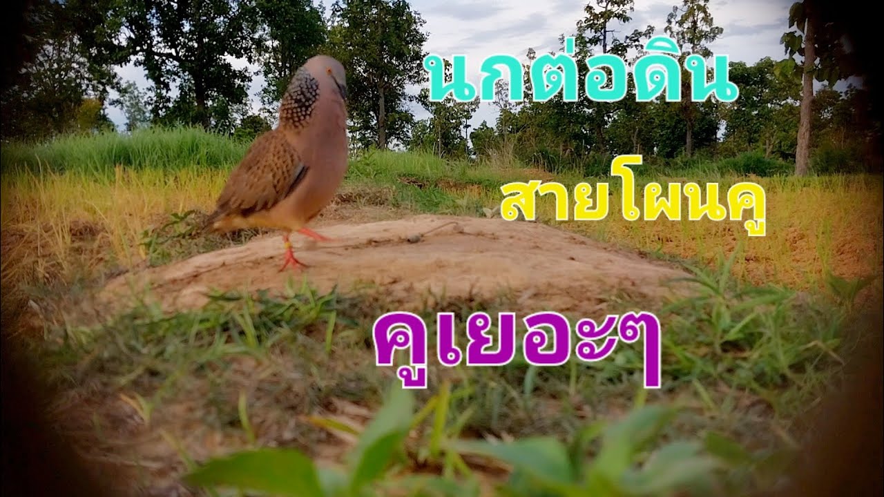 นกต่อดิน หมายทุ่งนา  #เจ้าCZ #สายโผนคู สายมาเลเซีย💯 ฝึกนกต่อดิน นกคูเยอะๆ