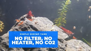 No Filter No Heater No CO2 Shrimp Tank
