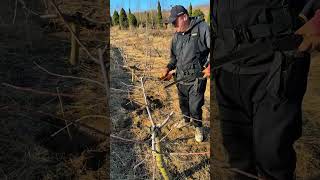 how to Shape a young Apple Tree for Better Growth #satisfying #pruning #shortvideo