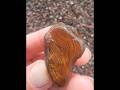 Lake Superior Agates!#getpickin #cloquetmn #lakesuperioragate