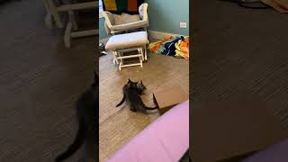 Meet Robin, Finch And Wren