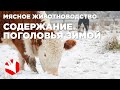 Содержание коров в зимний период | Мясное животноводство