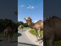 Beekse bergen Safari #summer #safari #animals #animallover #netherlands  #love #fyp #viralvideo