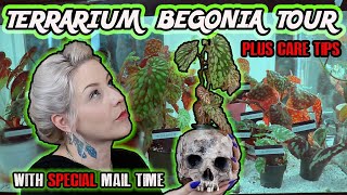 Terrarium Begonia Plant Tour \& Begonia Care Tips