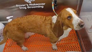 Bassett Hound Undercoat Removal