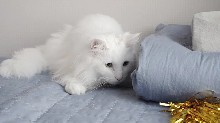 Video 284901: norwegian forest cat, tabby white norwegian, norwegianforestcat cat, blue tabby white, cat hunting