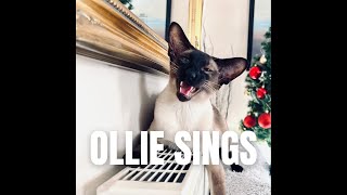 Siamese cat Ollie sings Silent Night with his mum❤ #cats #siamese #singing #christmascarol