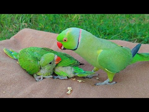 Non Stop Talking Parrot Greeting Babies Funny Compilation | Talking Parrot Compilation Videos