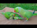 Non stop talking parrot greeting babies funny compilation  talking parrot compilations