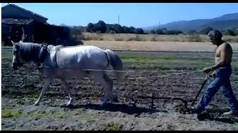 Αυλάκωμα πατάτας με άλογο στην Καλλονή